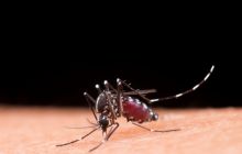 Как выглядит укус клеща и чем опасен